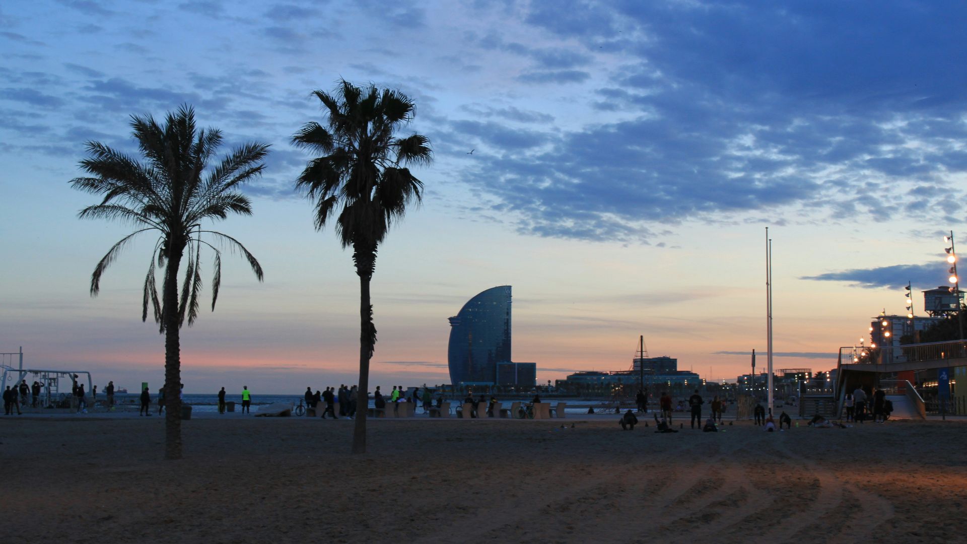a group of palm trees on a beach