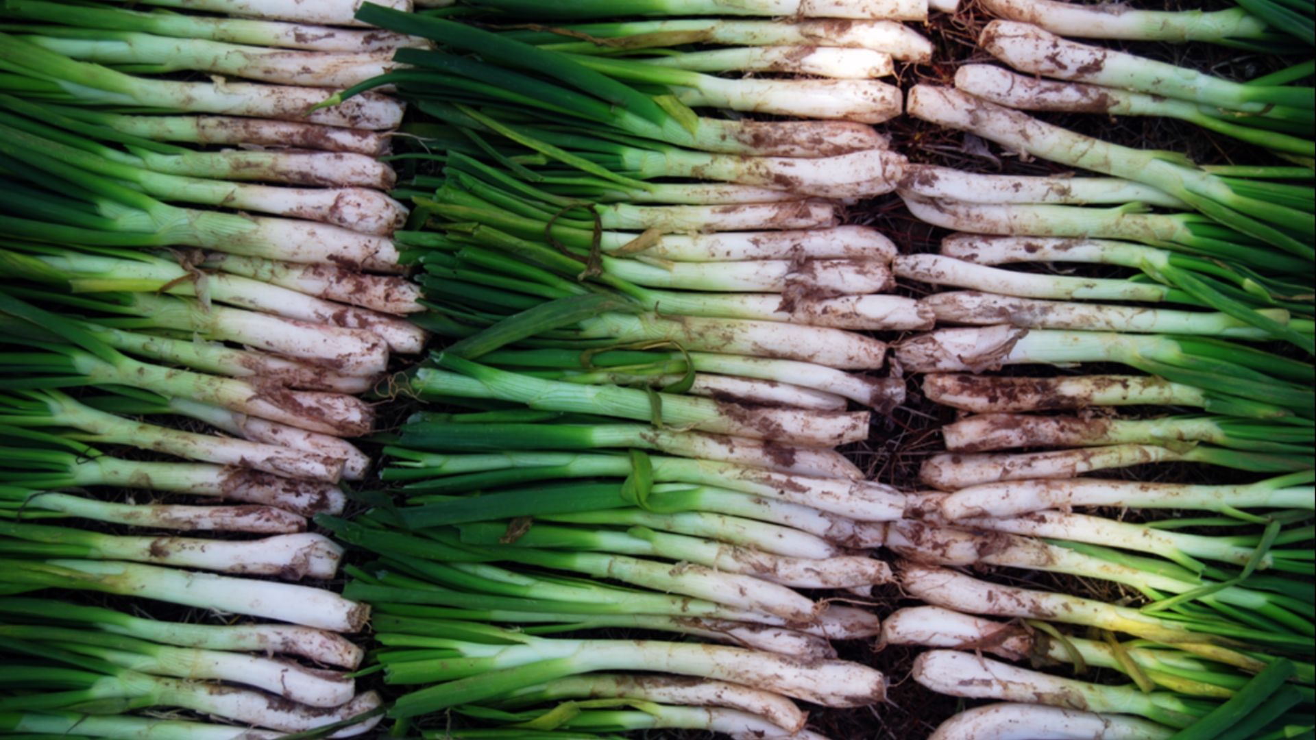 File:Paret de calçots.jpg