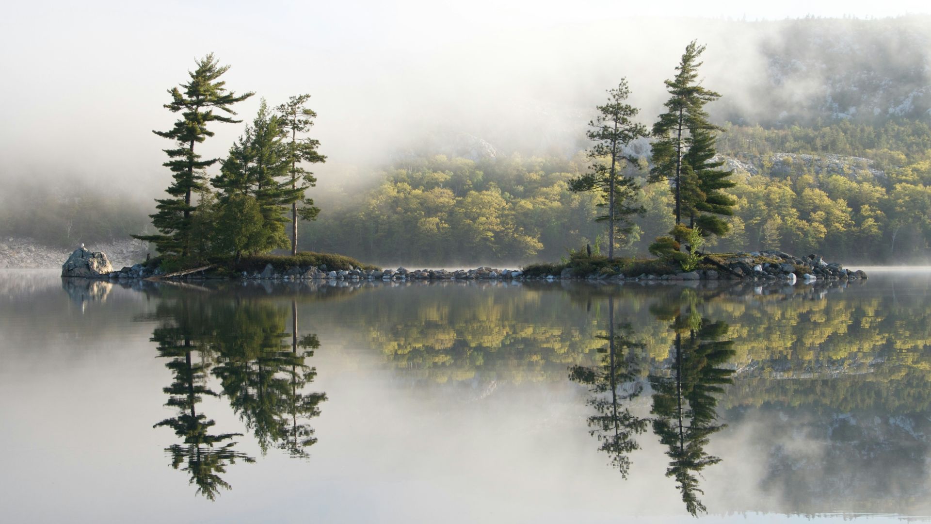 reflective photography of trees on islet near body of water