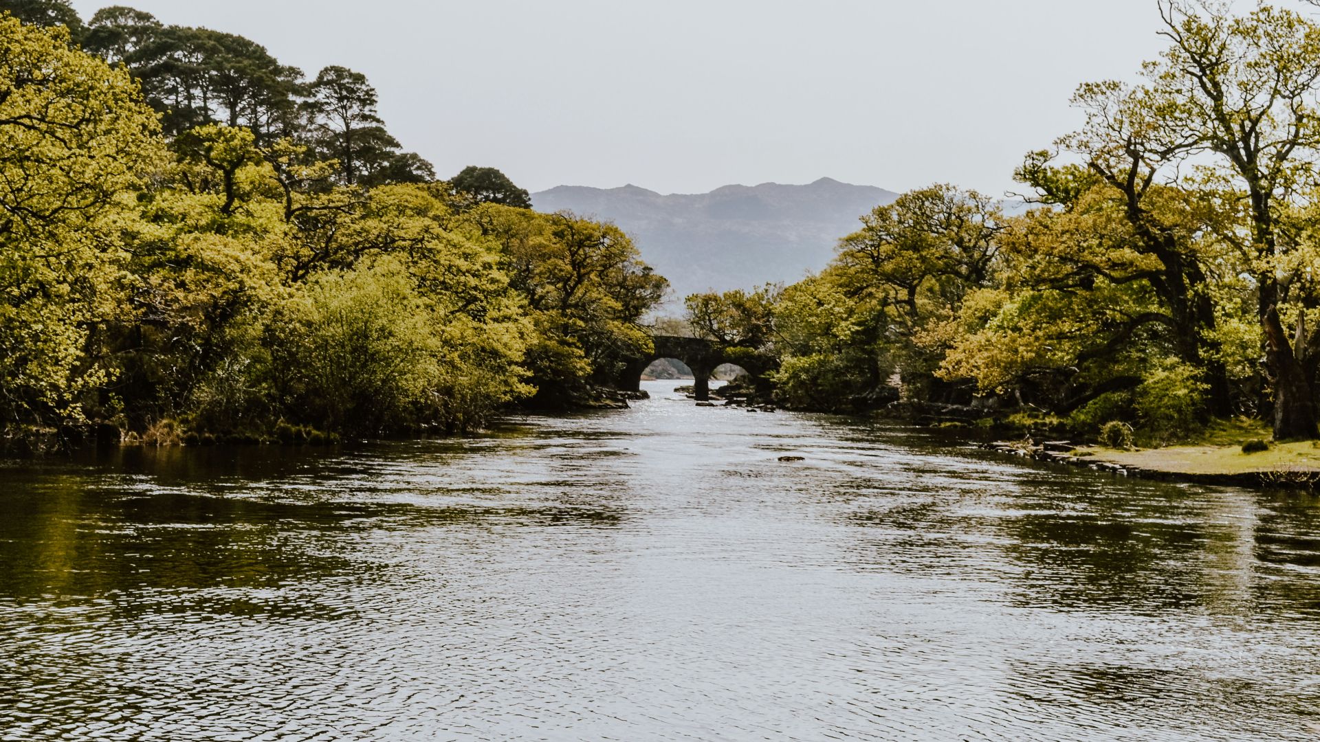 trees beside river