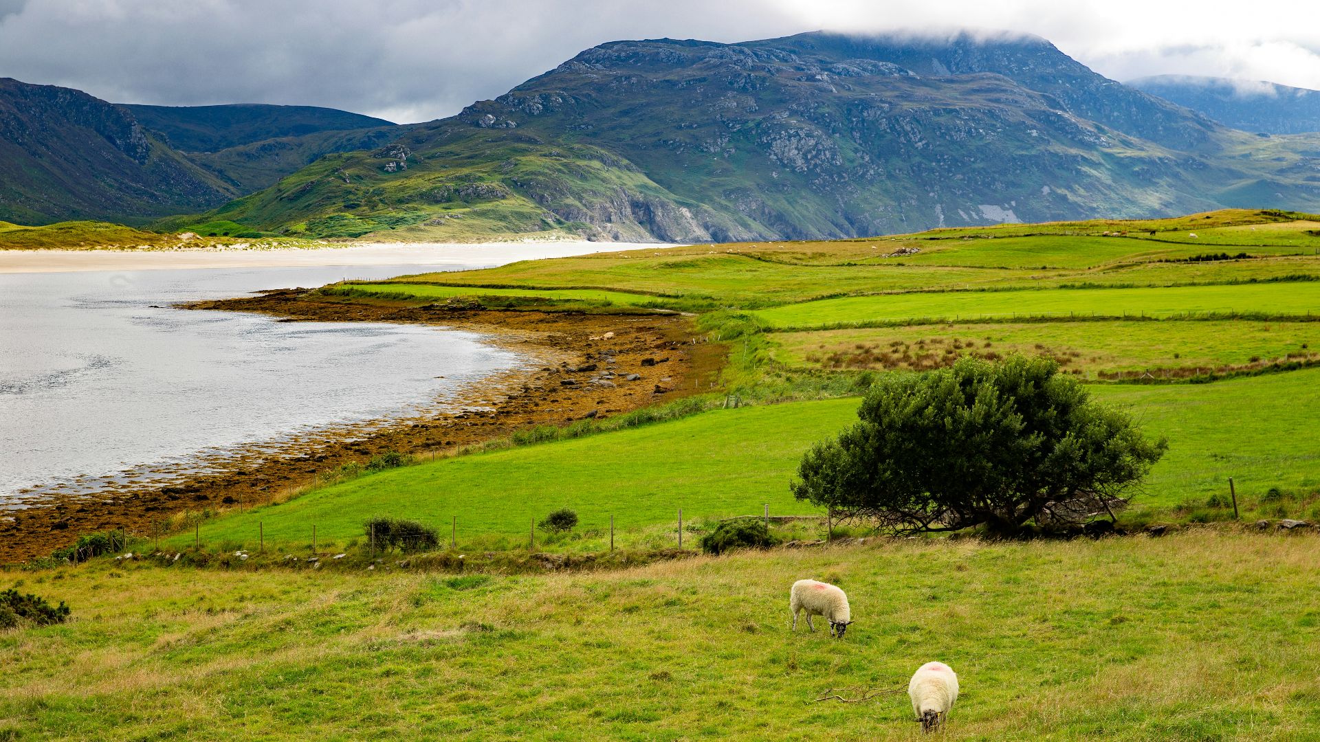 white sheep on green grass field near lake during daytime