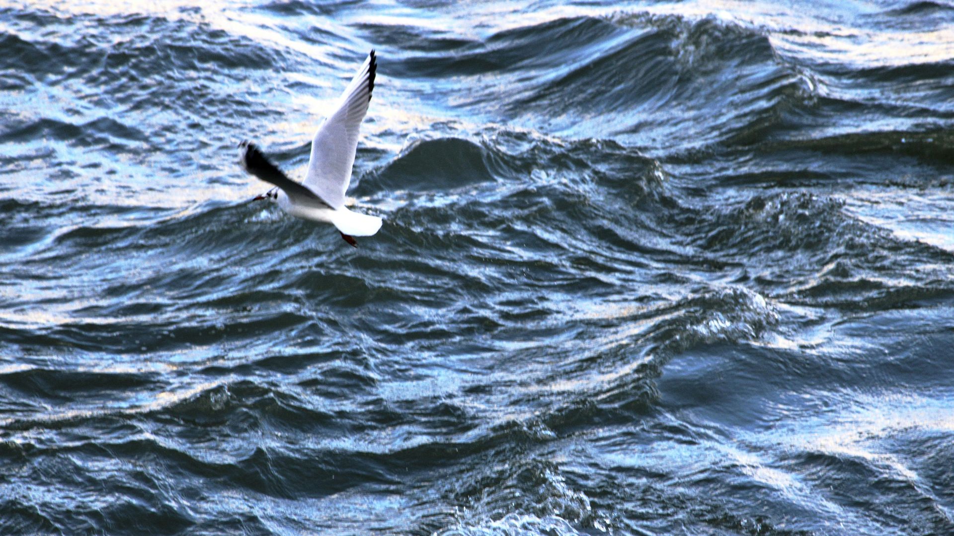 A bird flying over a body of water