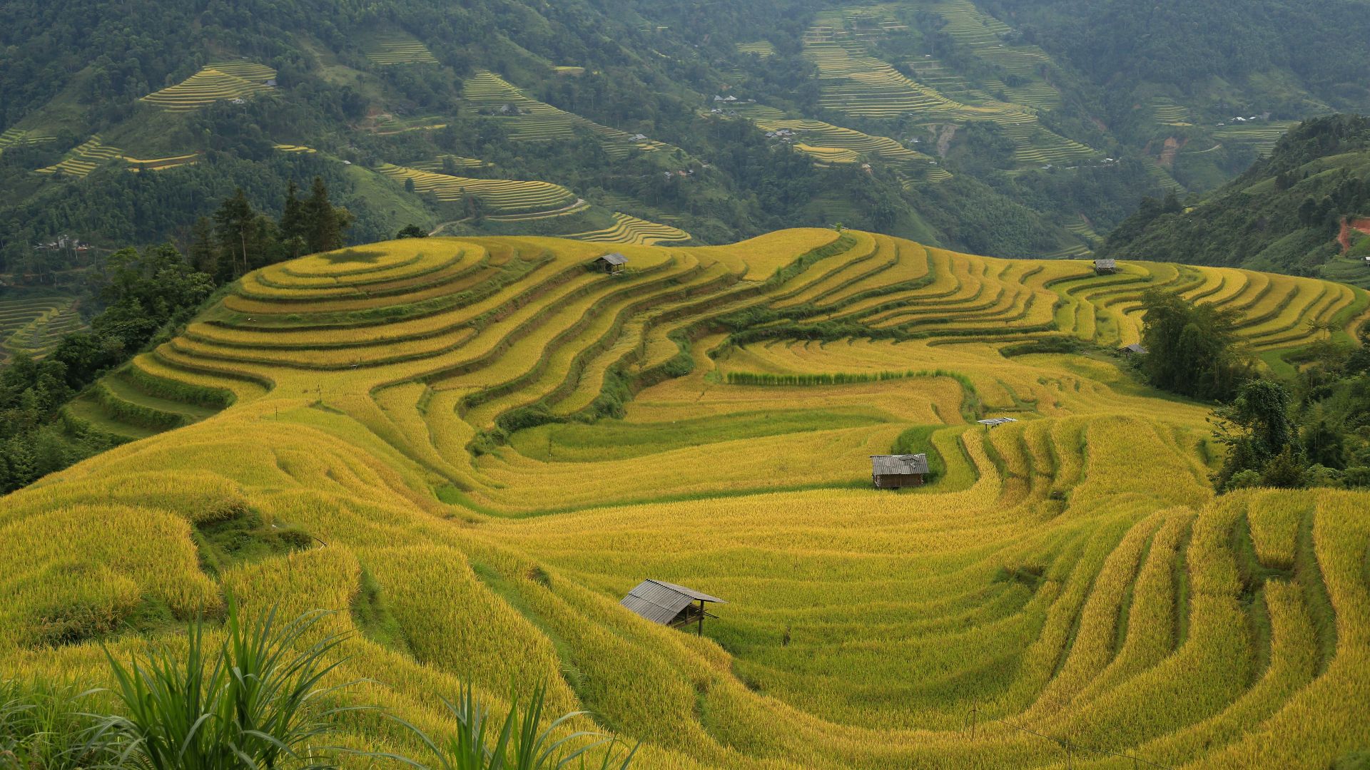 a rice field with a house in the middle of it