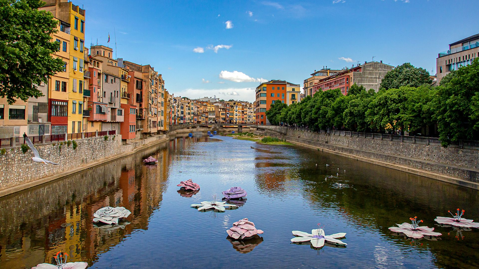 white swan on water near brown concrete building during daytime