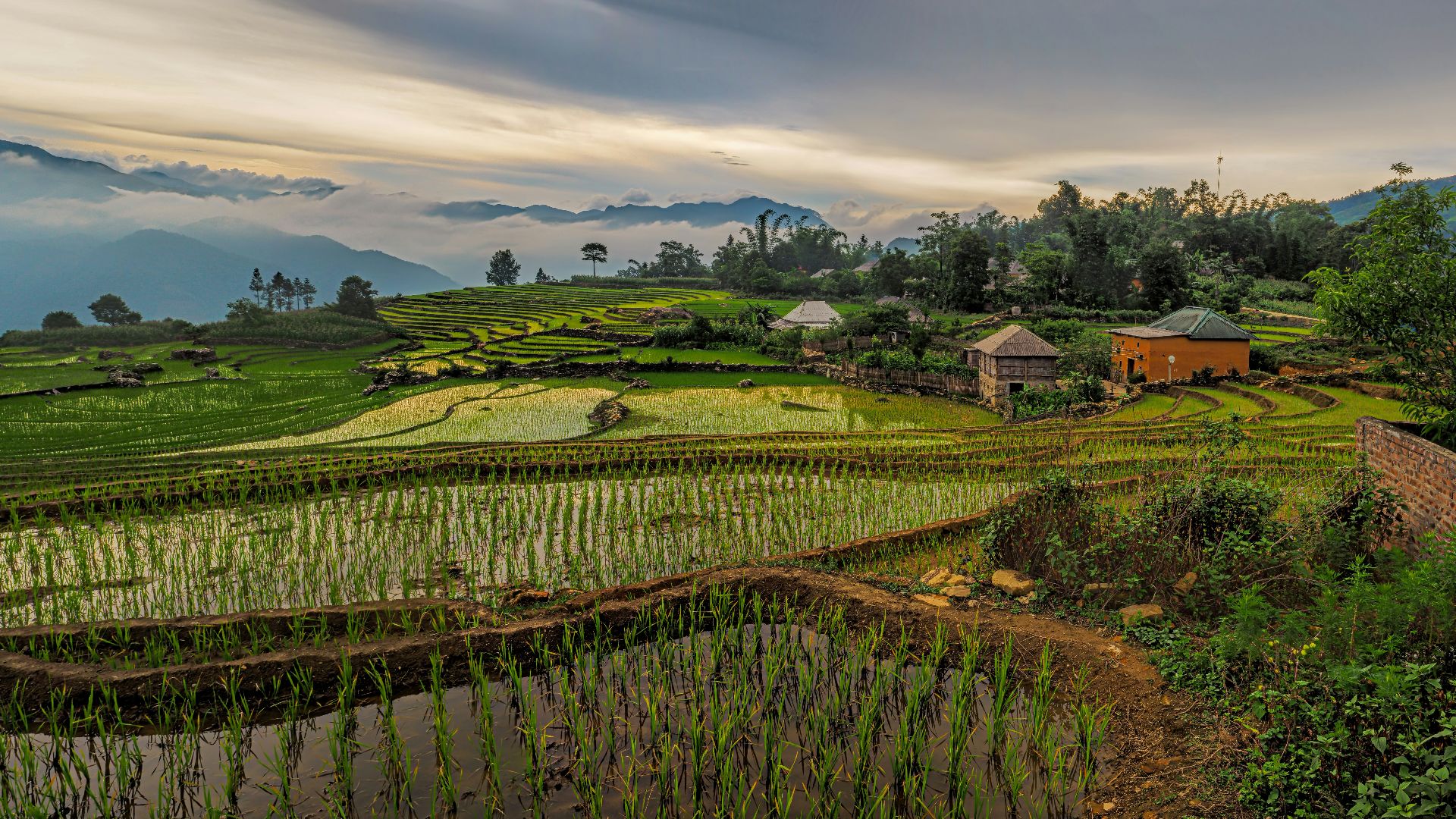 scenery of rice fields