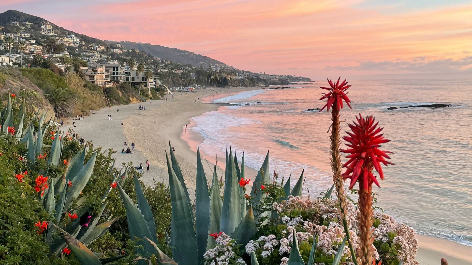 a beach with flowers and plants