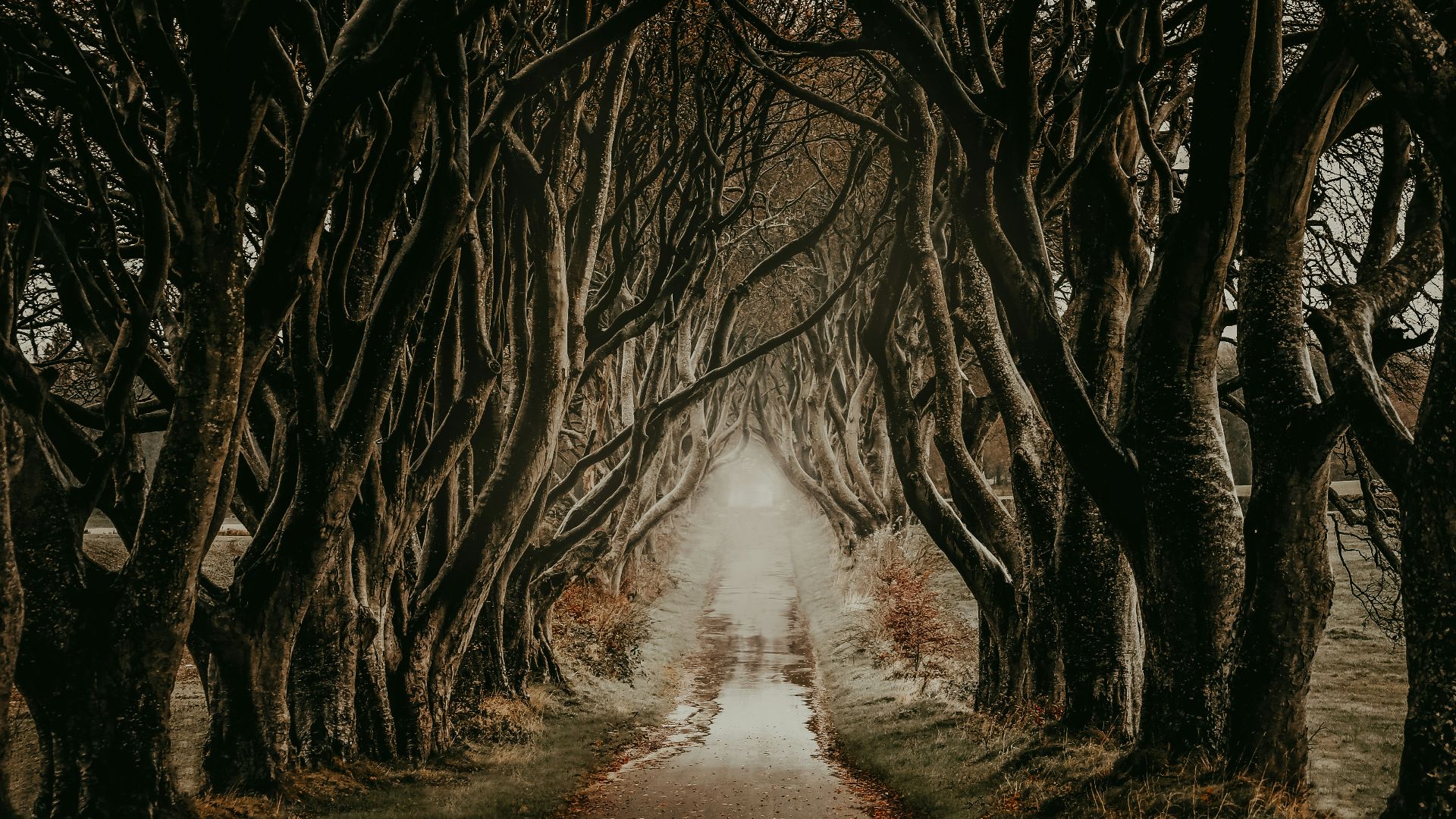a path with trees on either side