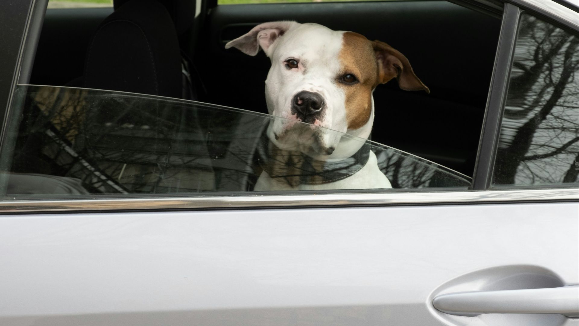 a dog sitting in a car looking out the window