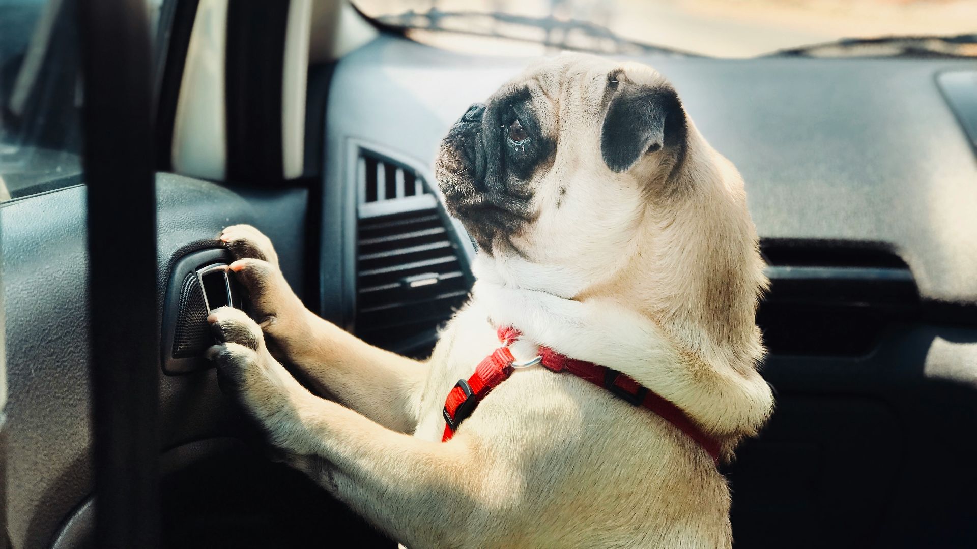 fawn pug inside vehicle