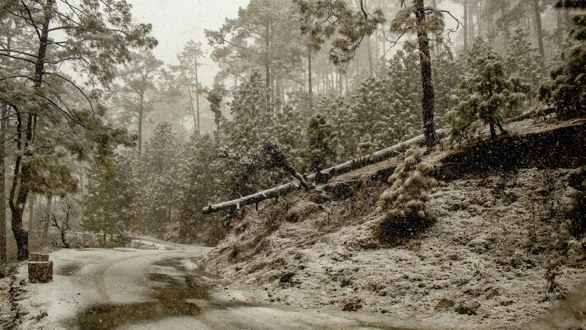 trees covered by snow