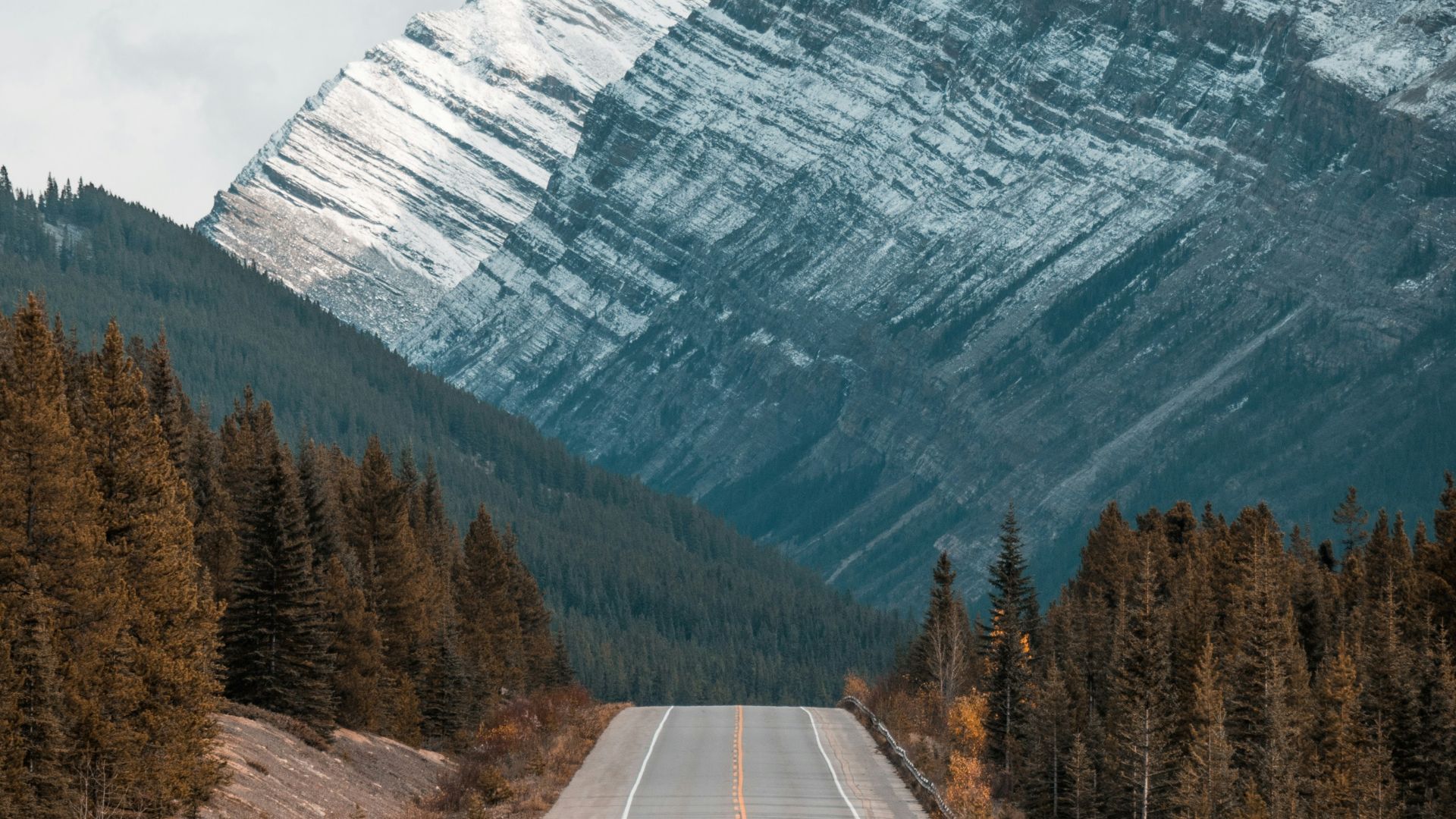 gray concrete road between trees near mountain