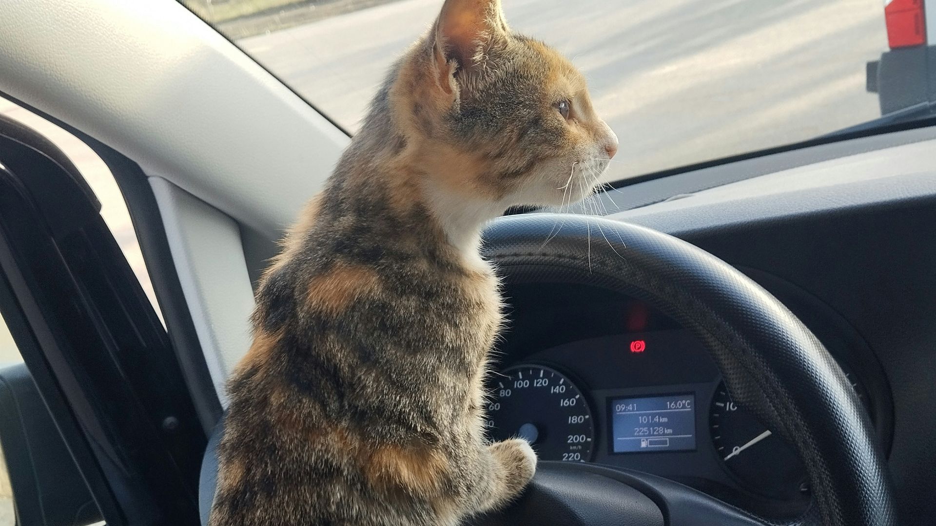 A cat sitting on the dashboard of a car