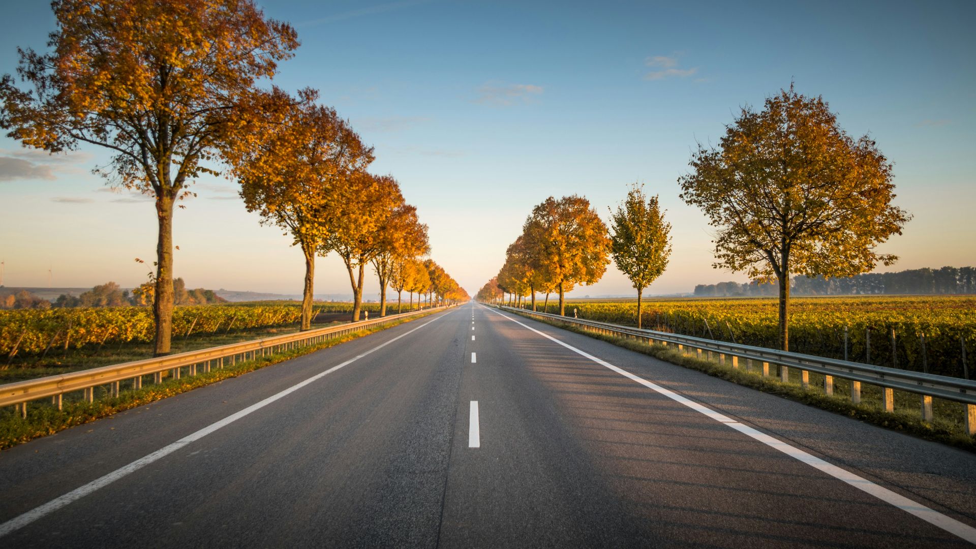 long straight road with trees on the side