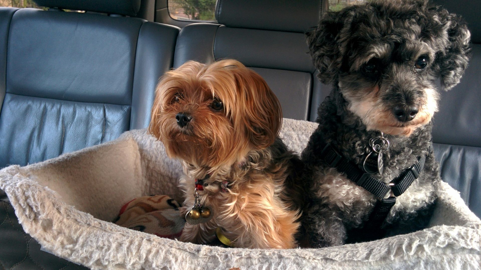 two dogs on pet bed in car