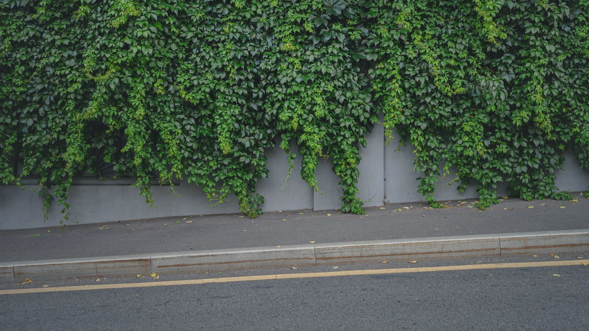 green plant on gray asphalt road during daytime