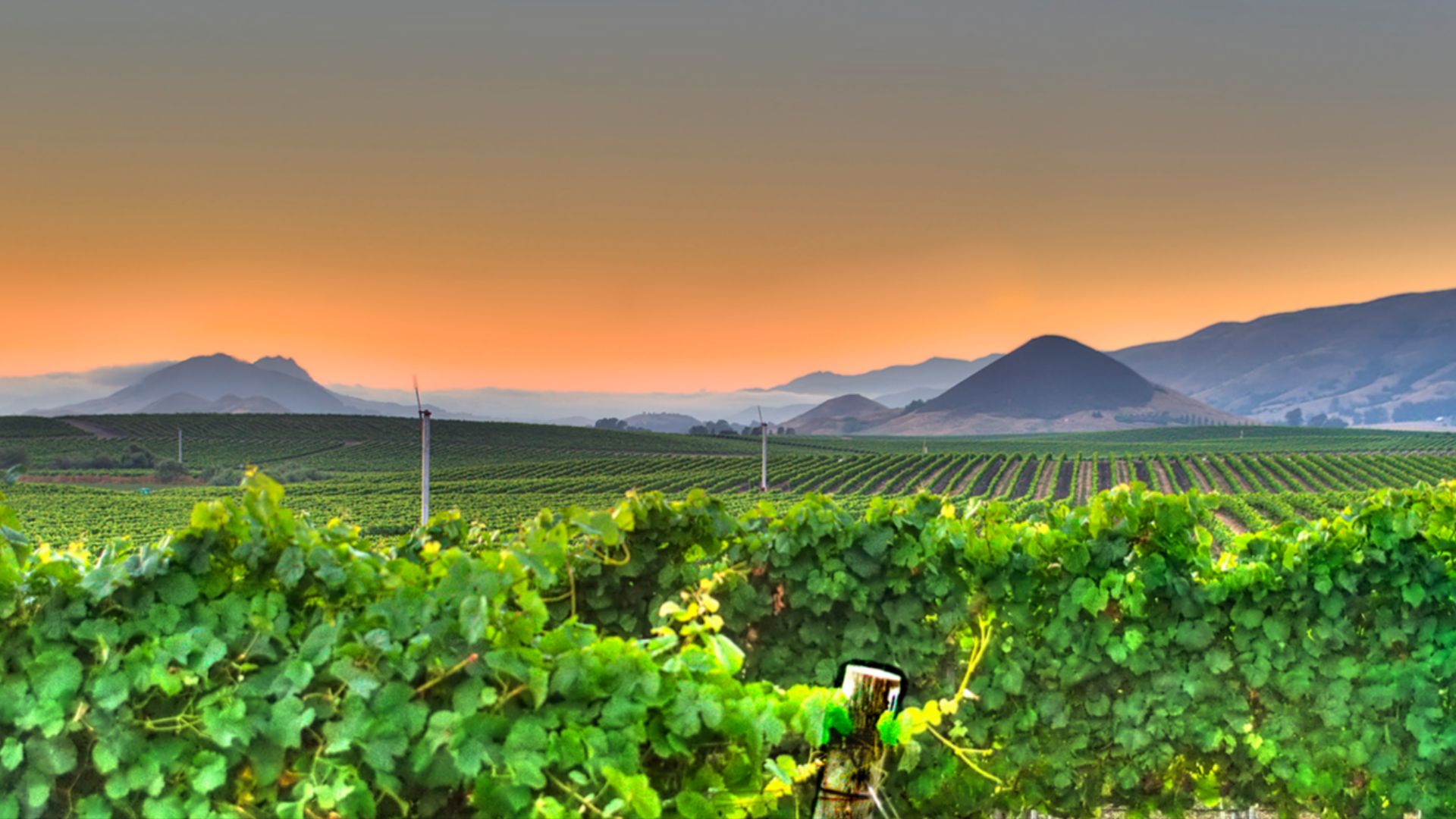 File:Edna Valley at Sunset.jpg