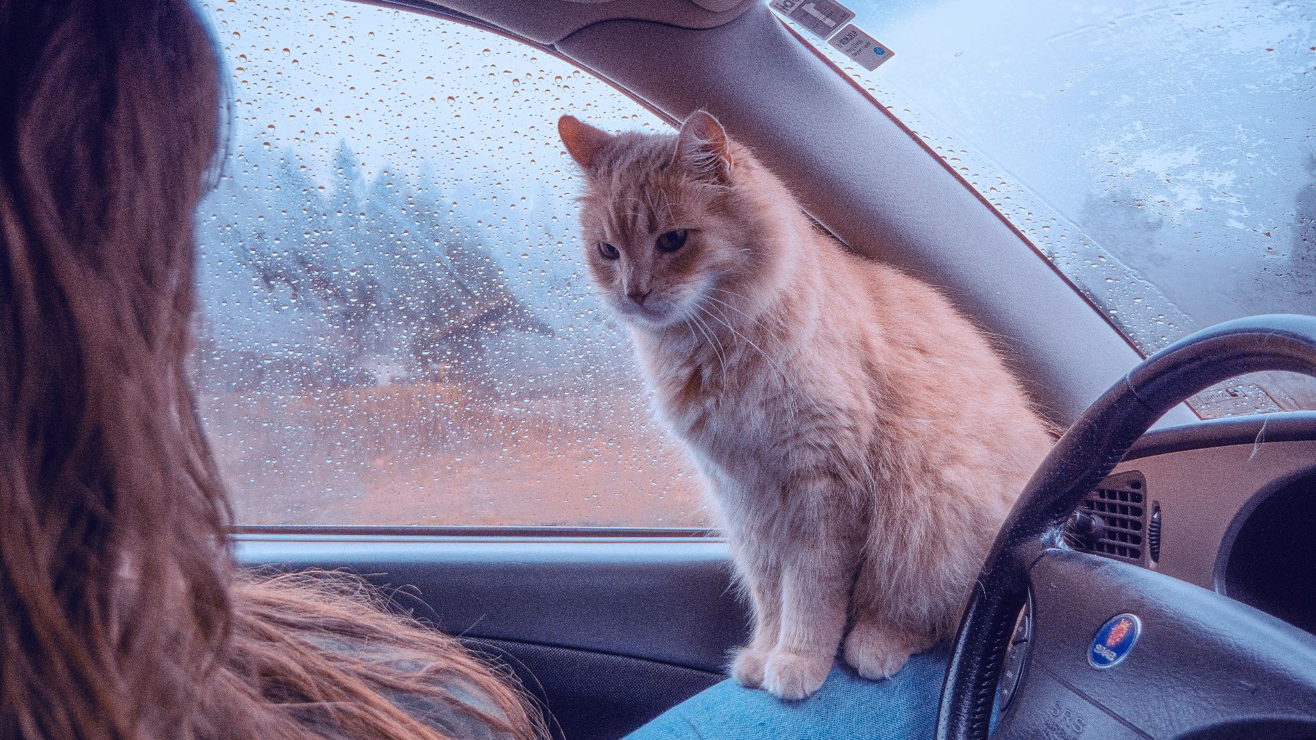 A cat sits in a car, beside its owner.