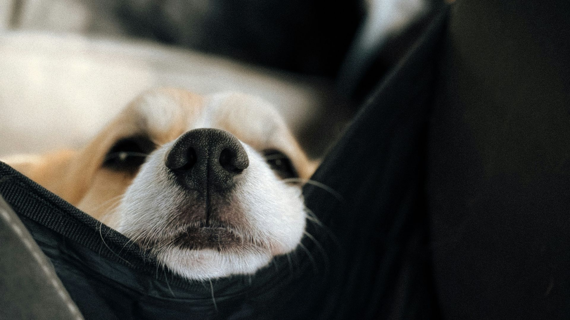 A dog laying in the back seat of a car