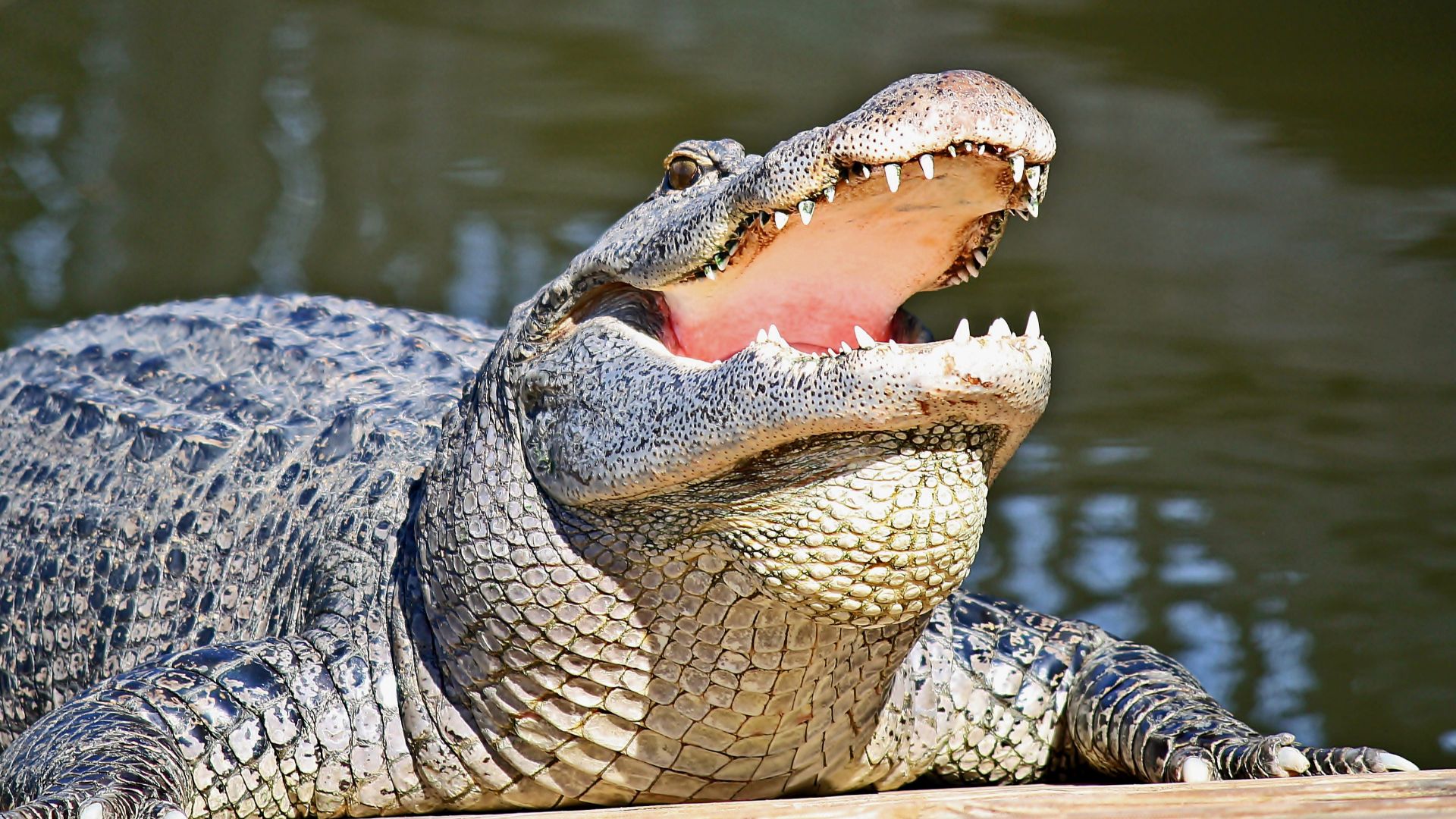 File:Alligator at the Gatorland.jpg
