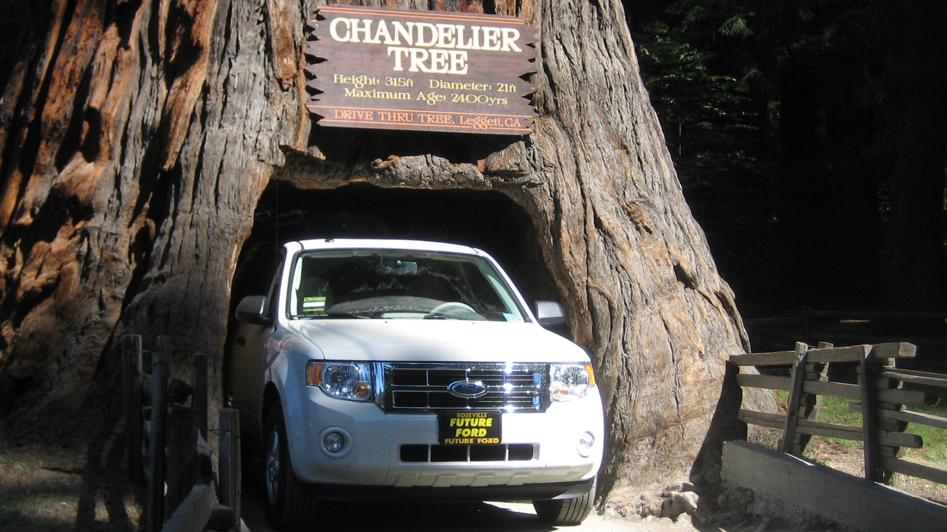 File:Drive thru tree, Legget, CA.jpg