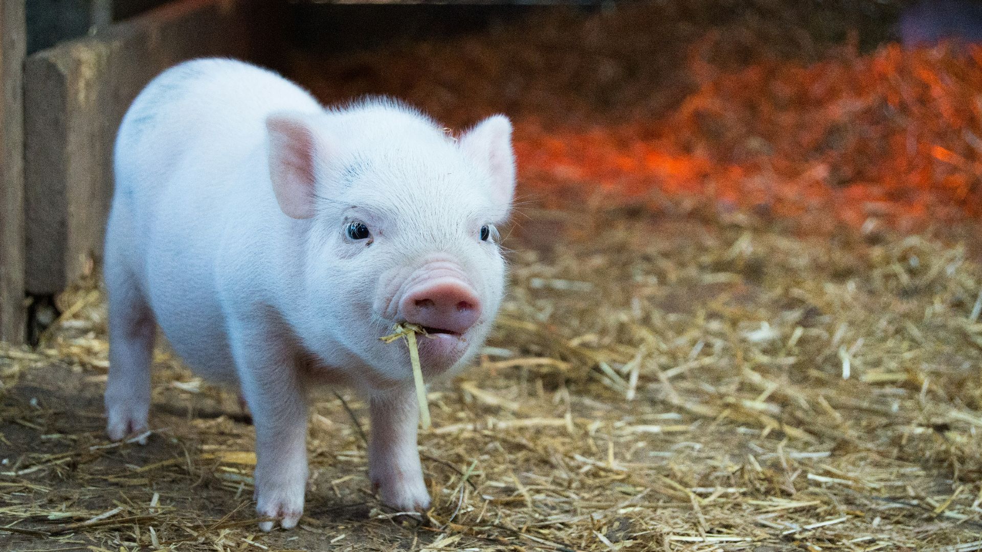 white piglet chewing hay