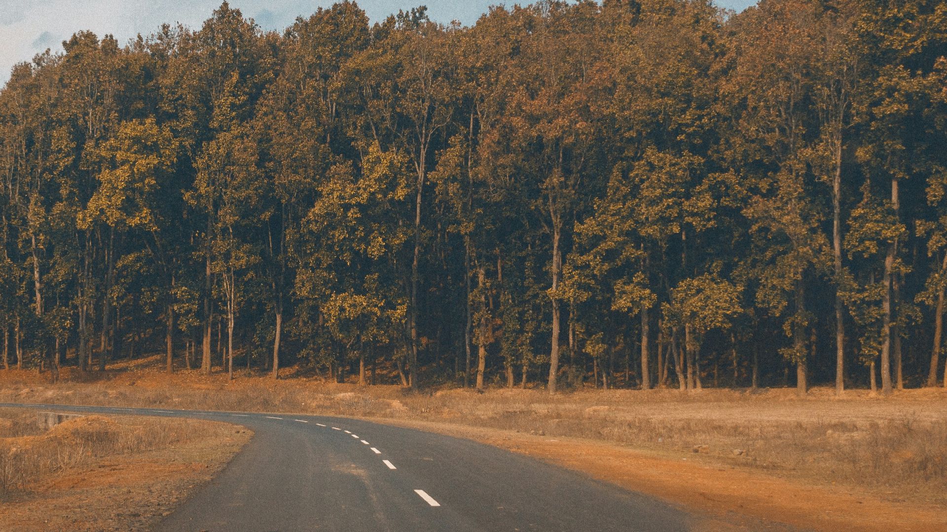 gray asphalt road between green trees during daytime