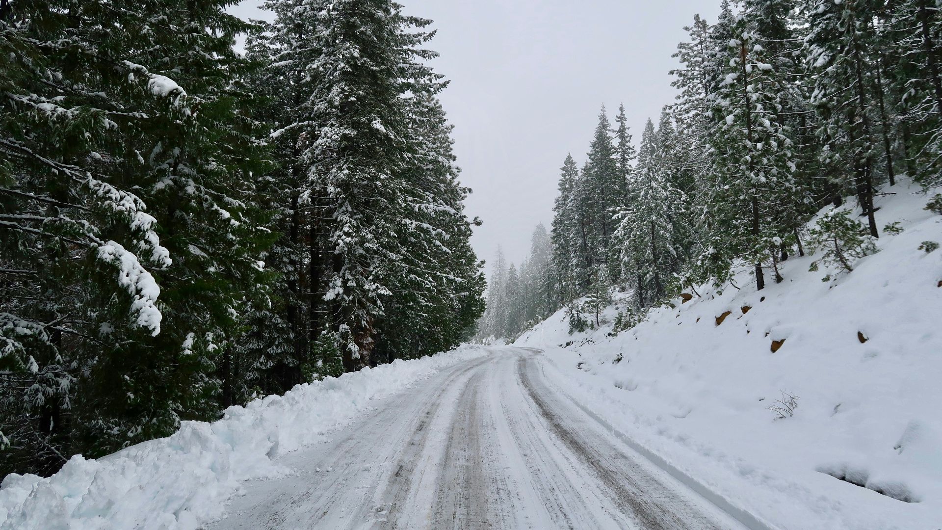 roadway coated by snow surrounded by trees