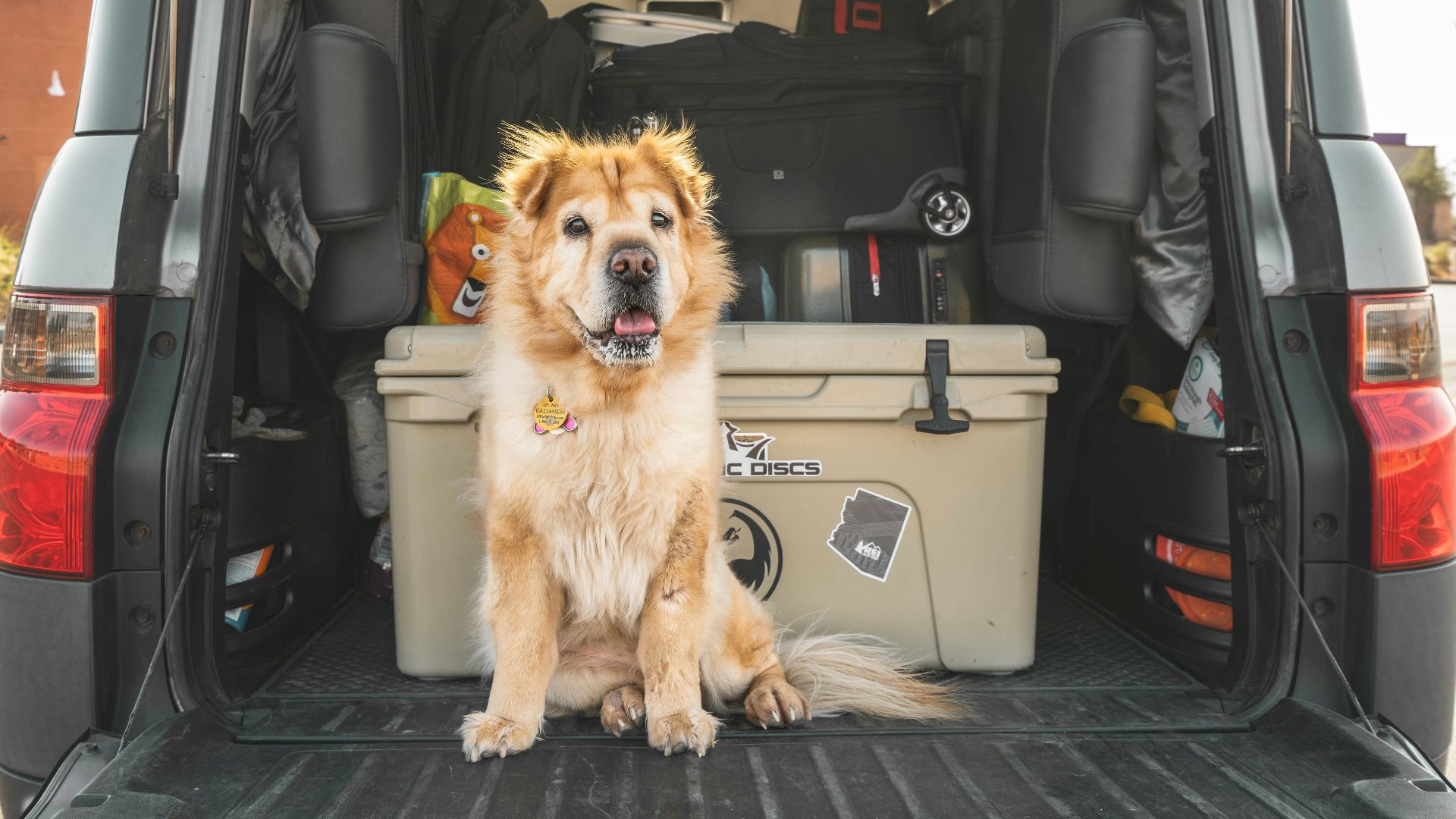 brown long coated dog on car seat