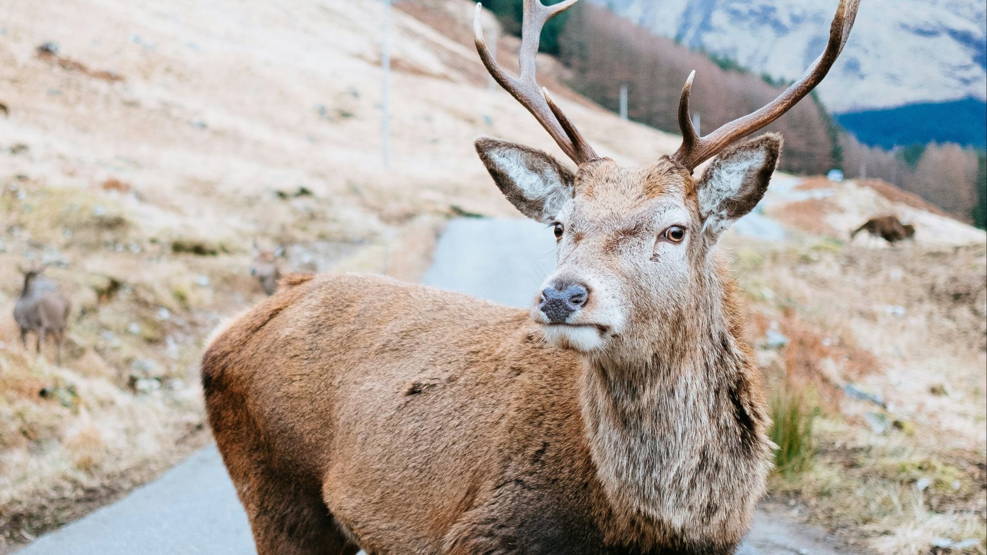 brown deer near brown hill at daytime