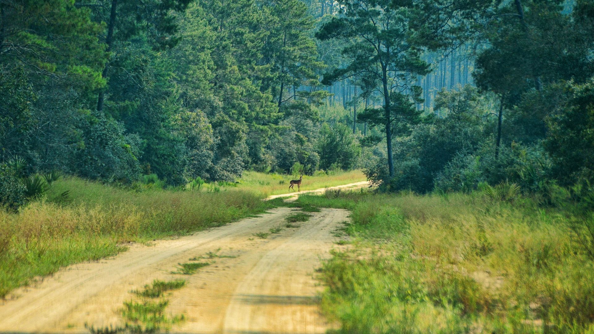 File:Ocala National Forest, Ocala, Florida, US.jpg