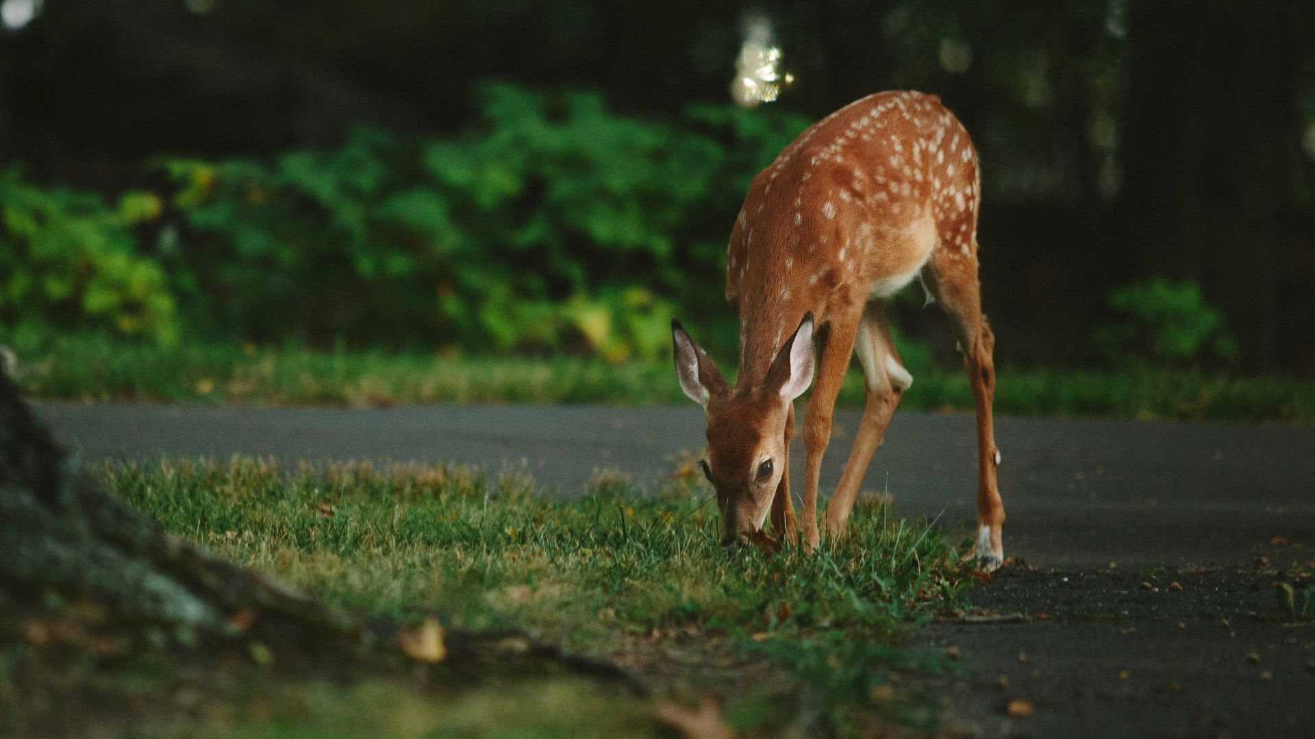 brown deer standing near tree