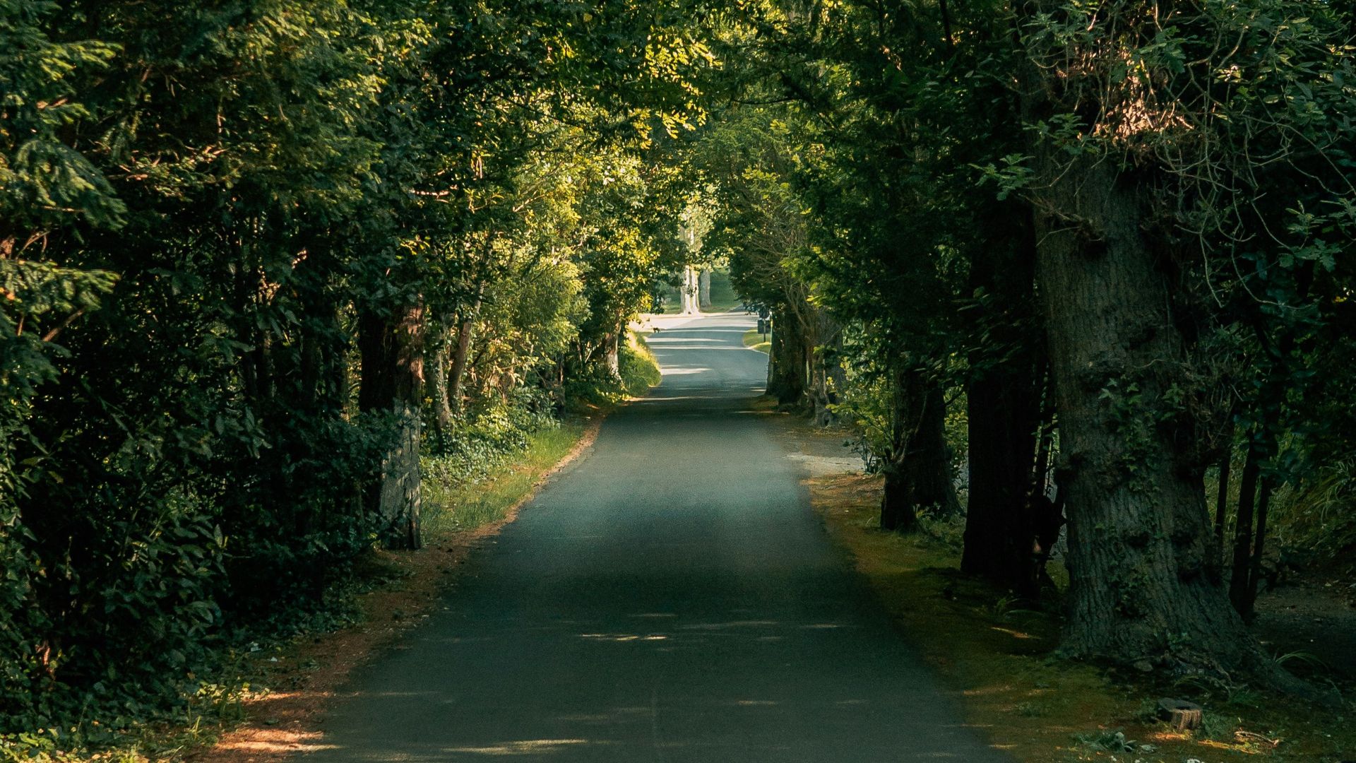 gray concrete road between green trees during daytime