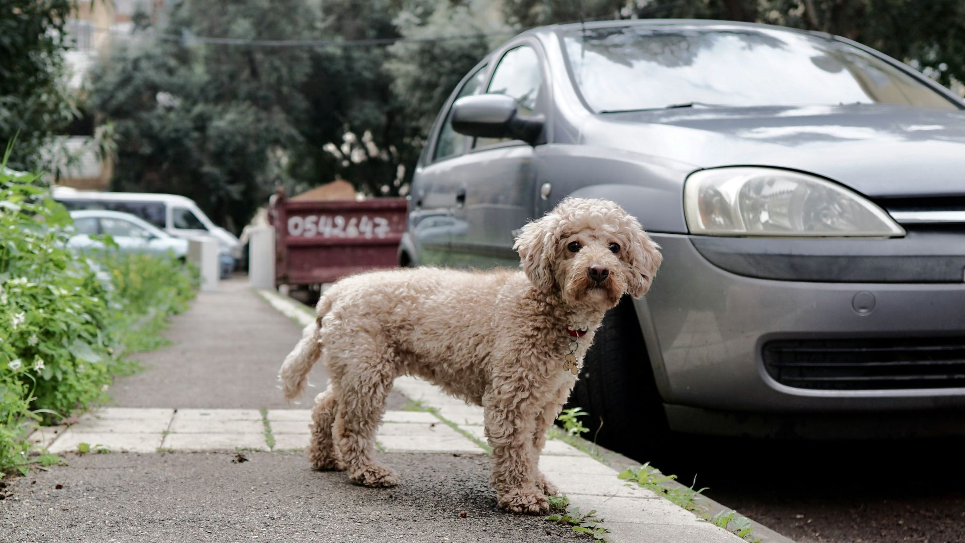 brown poodle on the street