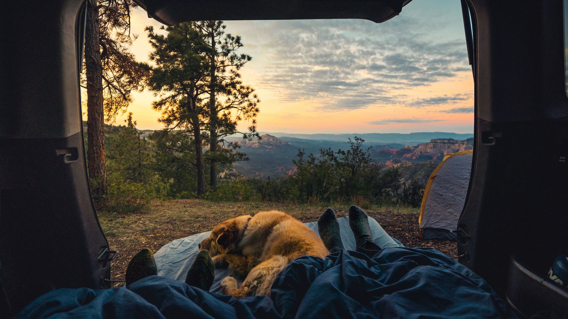 short-coated brown dog