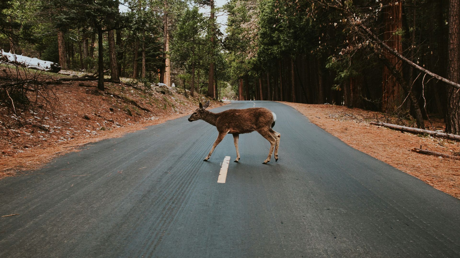 brown deer crossing in road during daytime