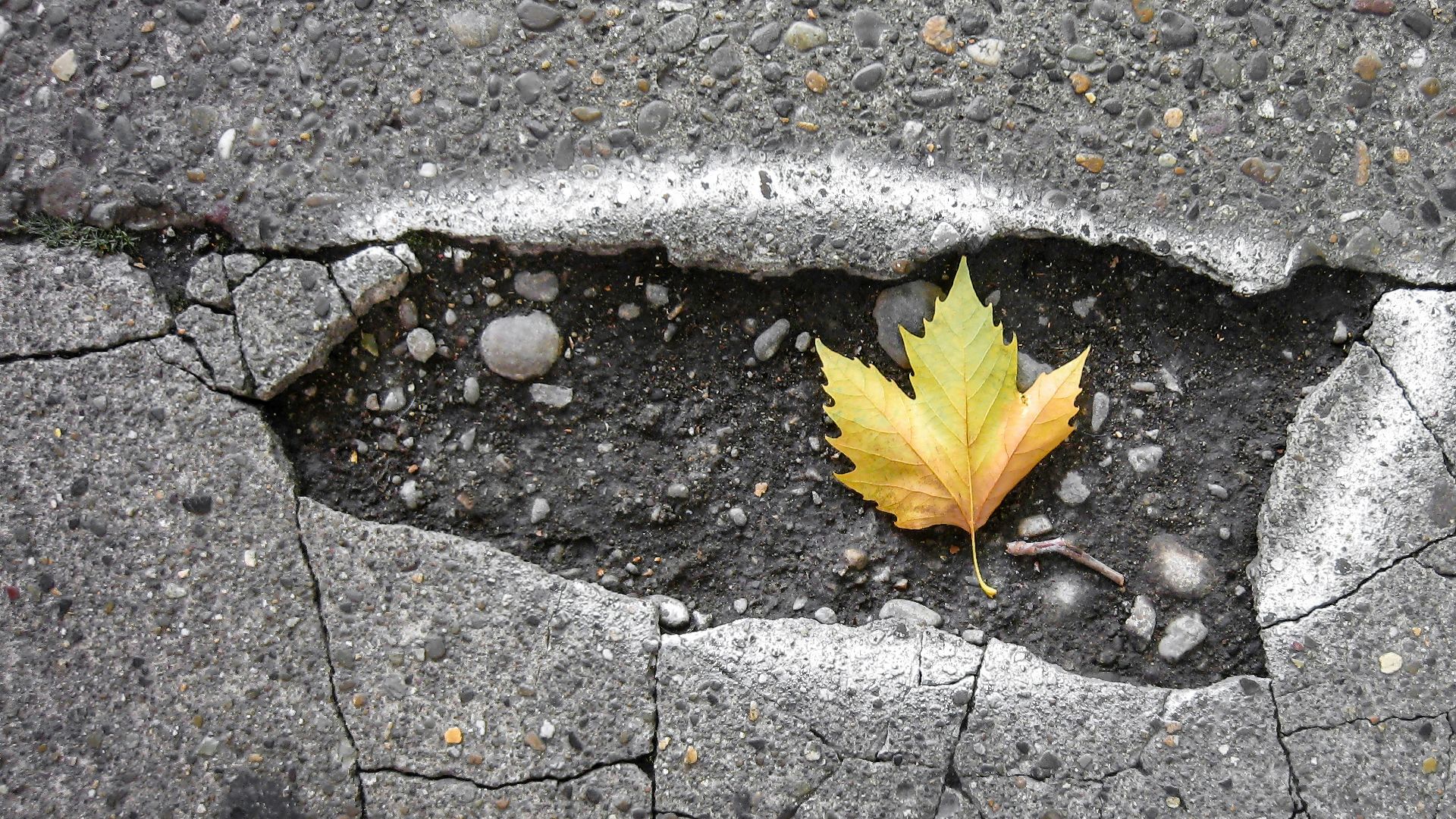 brown maple leaf on gray concrete brick floor