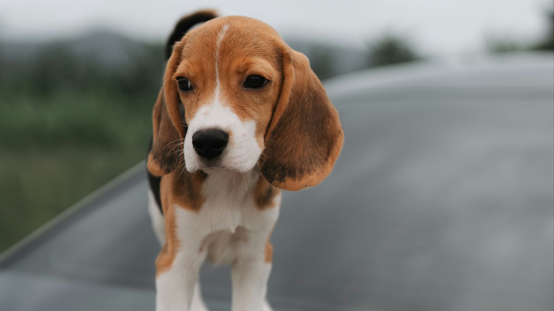 A cute beagle puppy poses on a car.