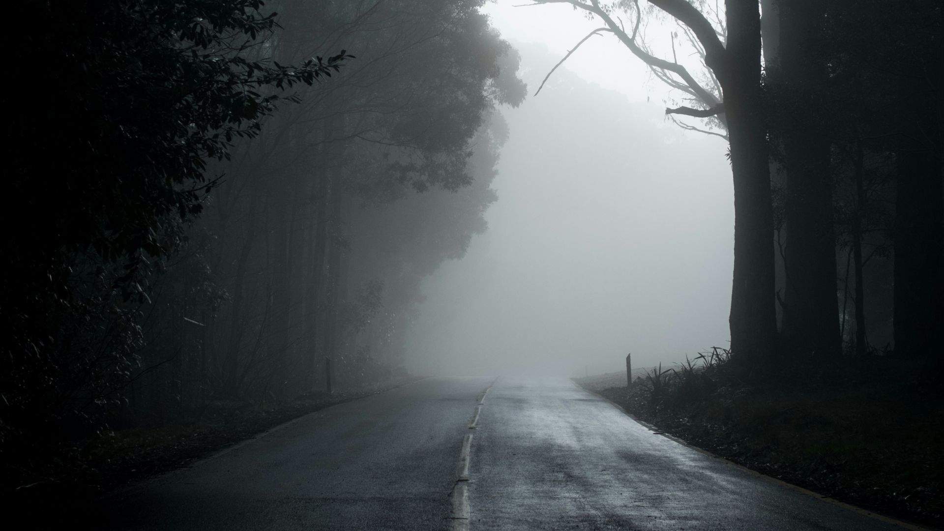 gray road in between trees in grayscale photography