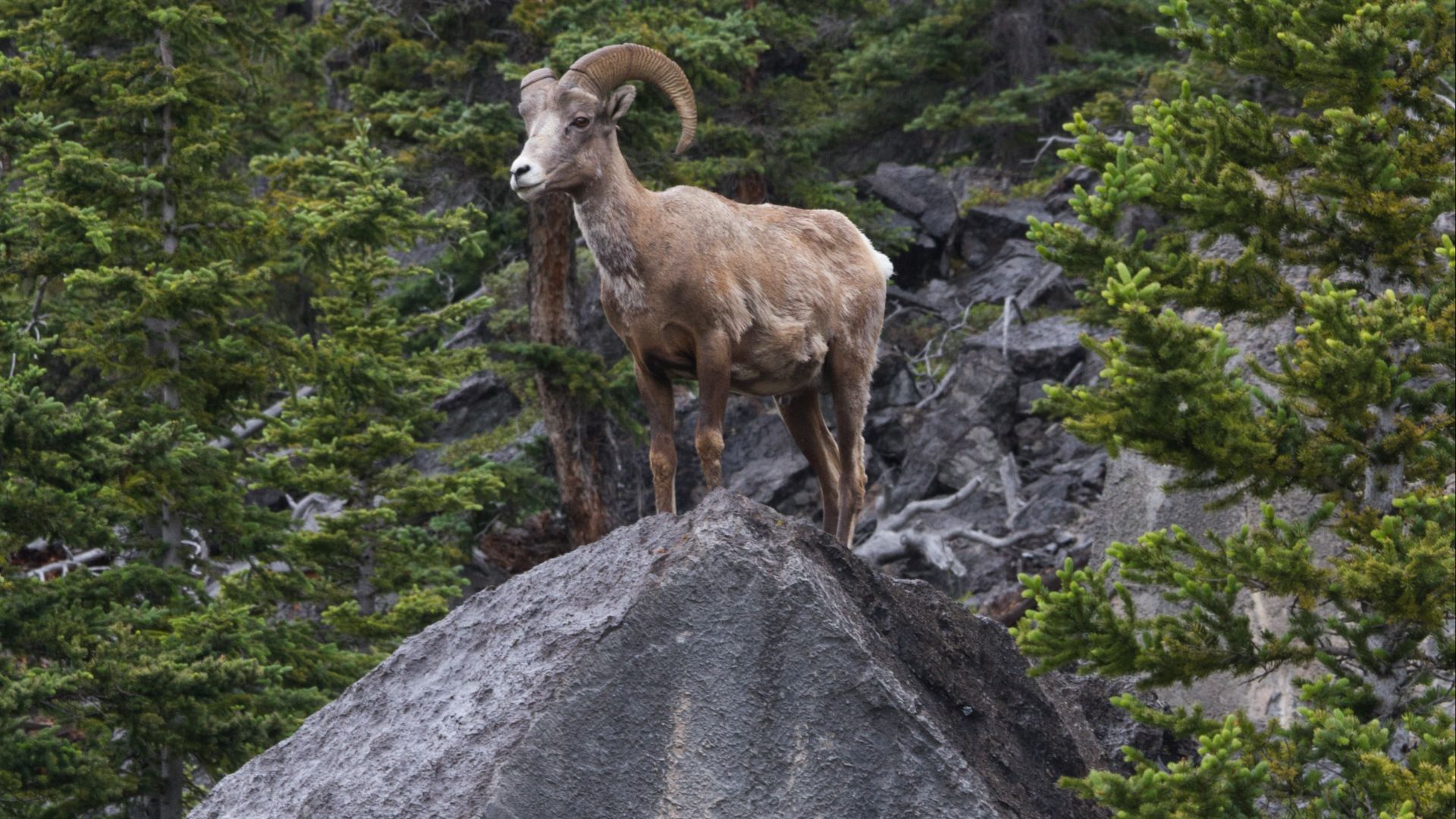 brown ram on green grass field during daytime