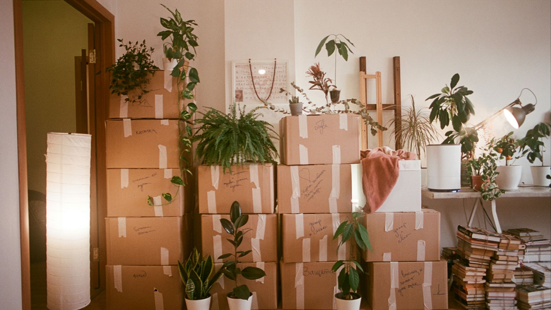 A room filled with lots of boxes and plants
