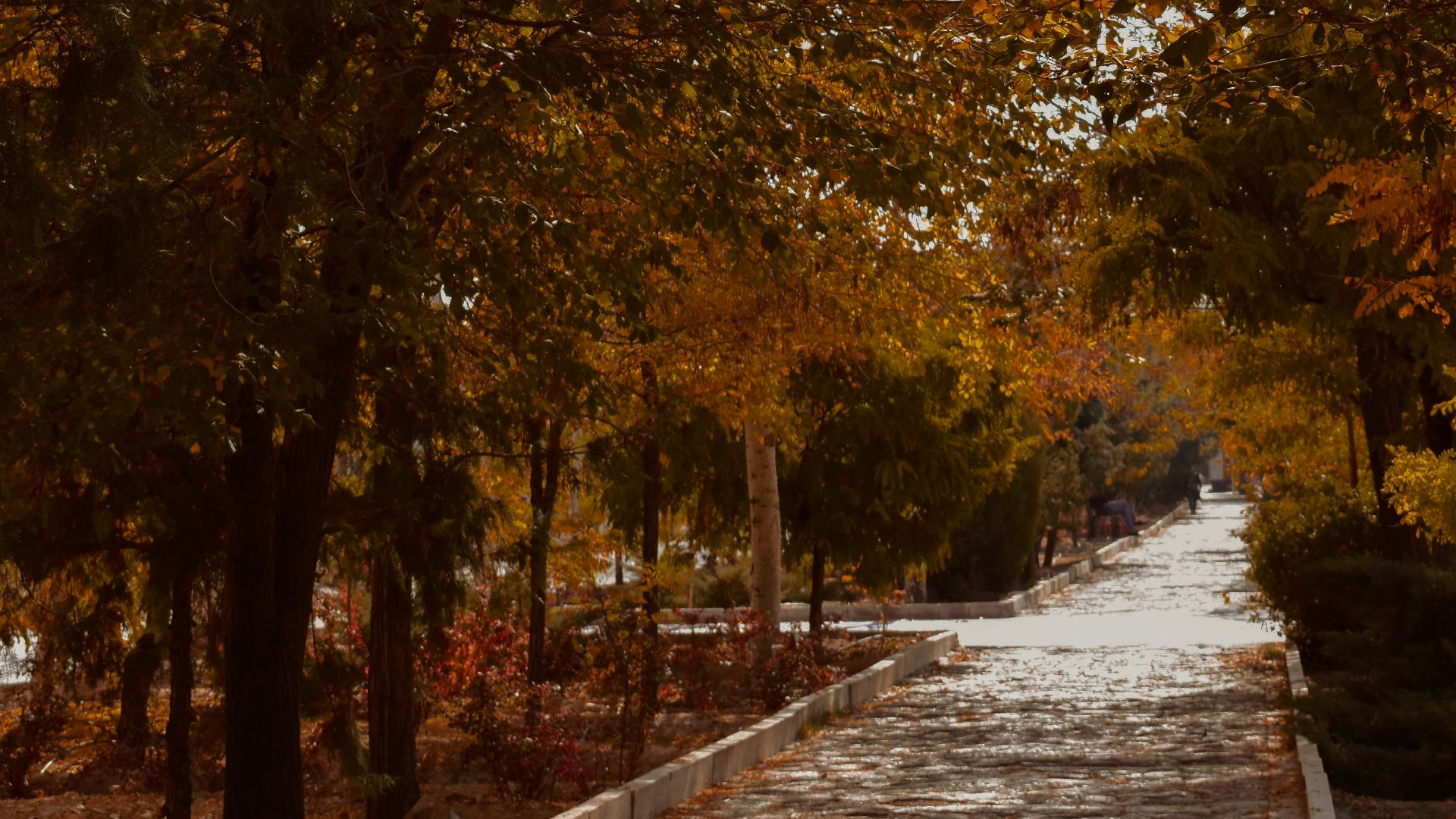 a road with trees on either side