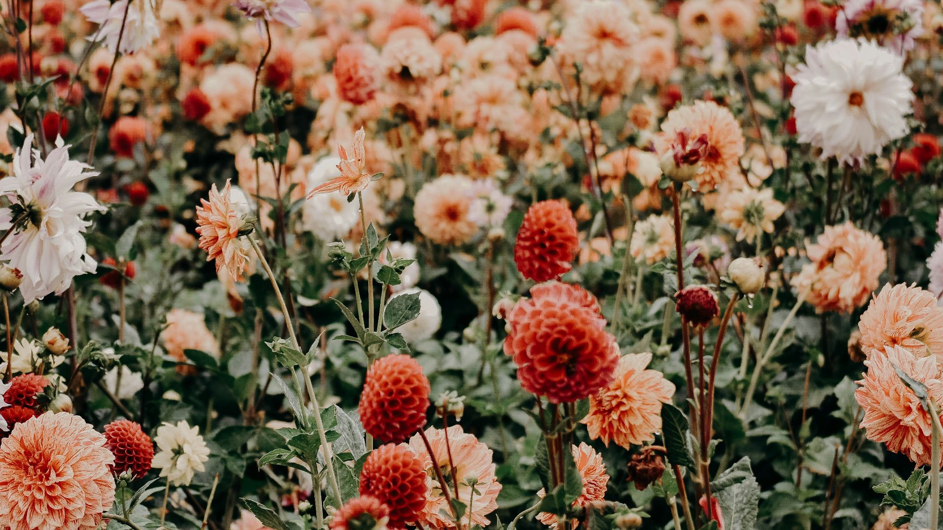 red and white flowers