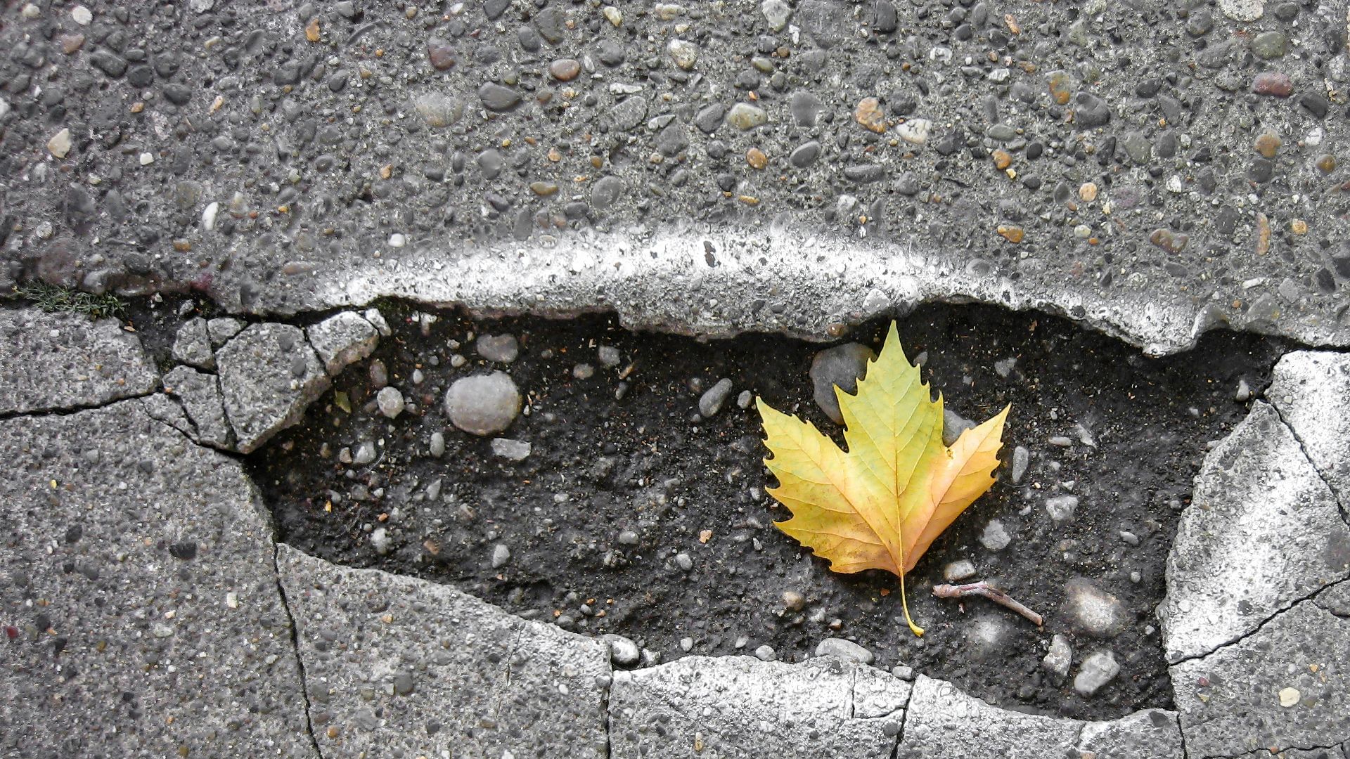 brown maple leaf on gray concrete brick floor