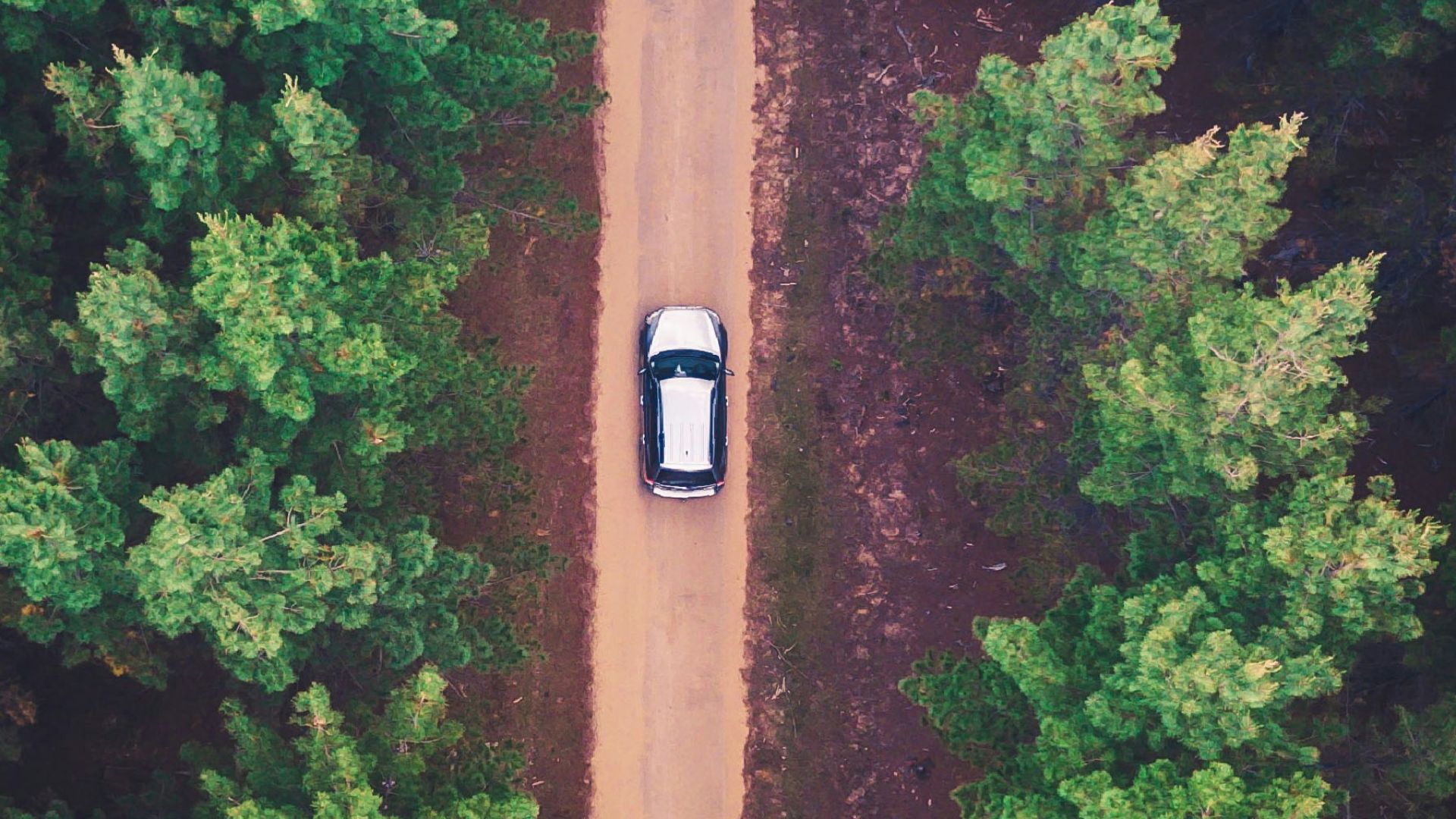 vehicle on road between trees