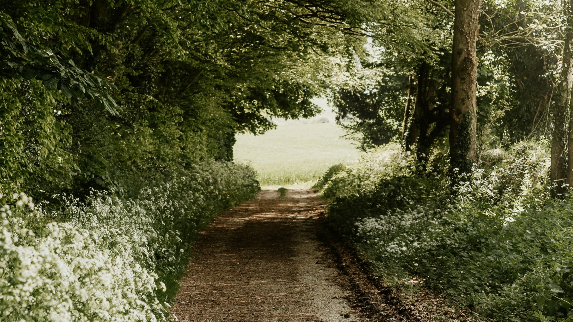 a dirt road surrounded by trees and white flowers