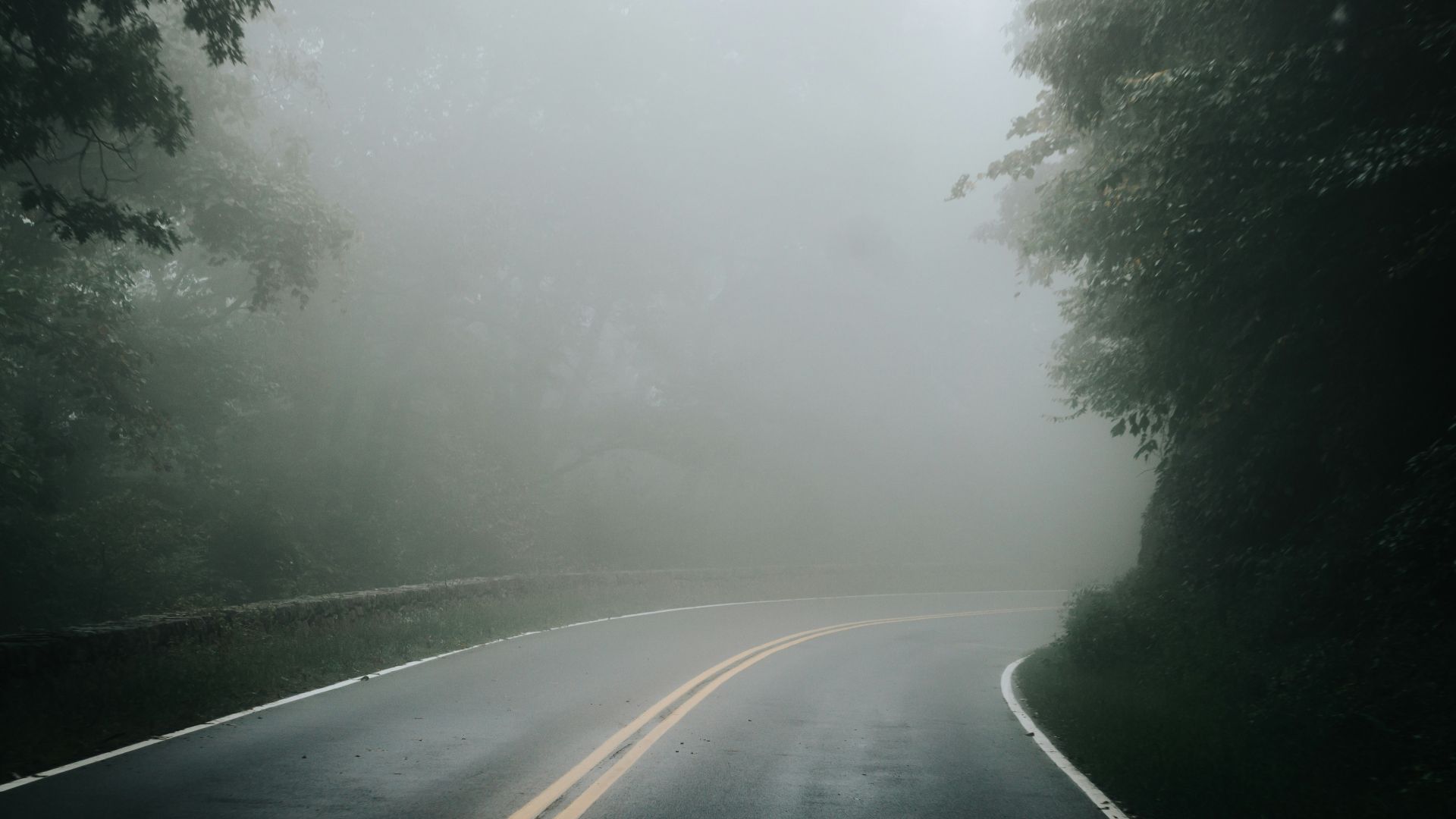 gray concrete road between green trees during foggy weather